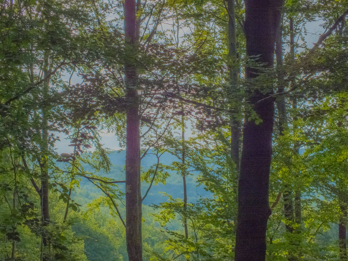 Altos árboles en un bosque verde y denso con colinas a lo lejos.